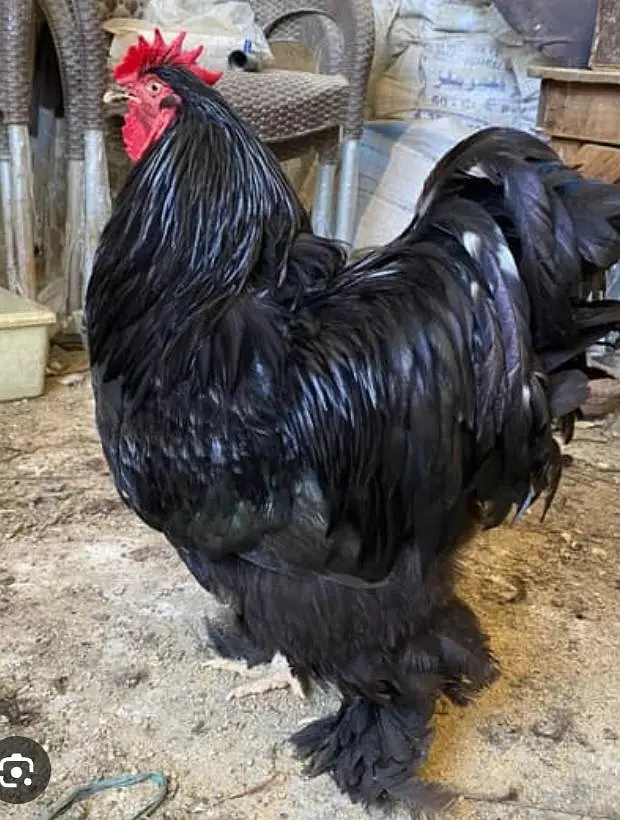 gelden heavy buff/white buff chicks/fancy hen/heavy buff chick's/chu — photo 11