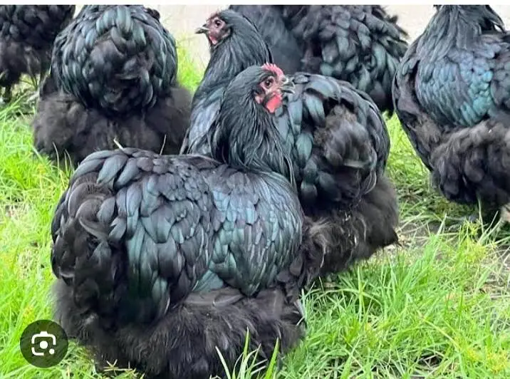 gelden heavy buff/white buff chicks/fancy hen/heavy buff chick's/chu — photo 12