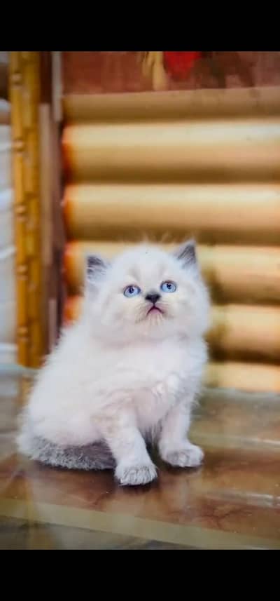 Quality Persian Punchface cat & kitten. moreWhatsApp 03233614642