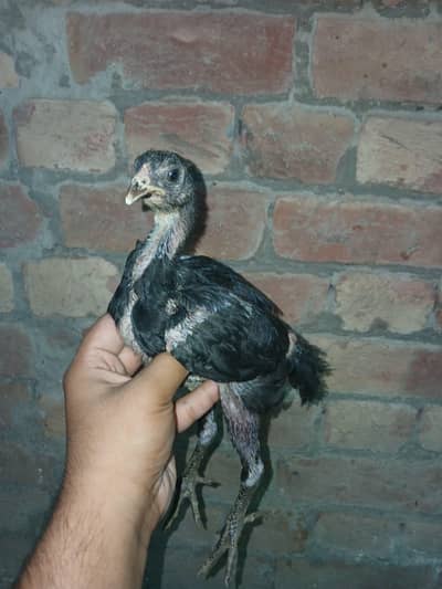 Panus, burmi, Pokoya, Thai Super neck locker, Dragon Aseel chicks
