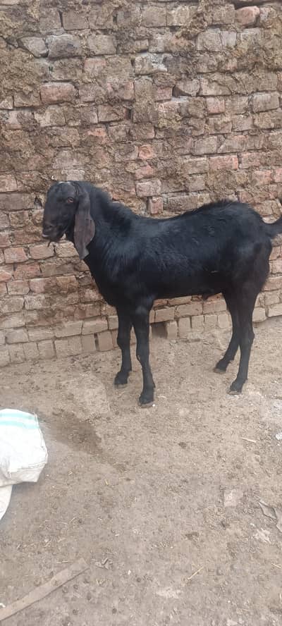 2 bakray for Eid