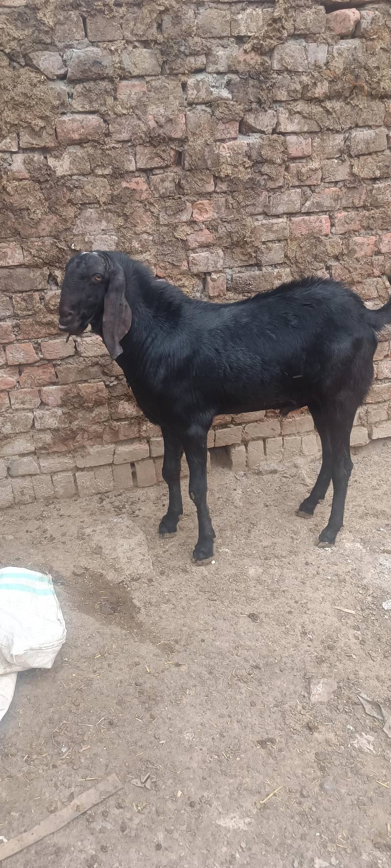 2 bakray for Eid 0