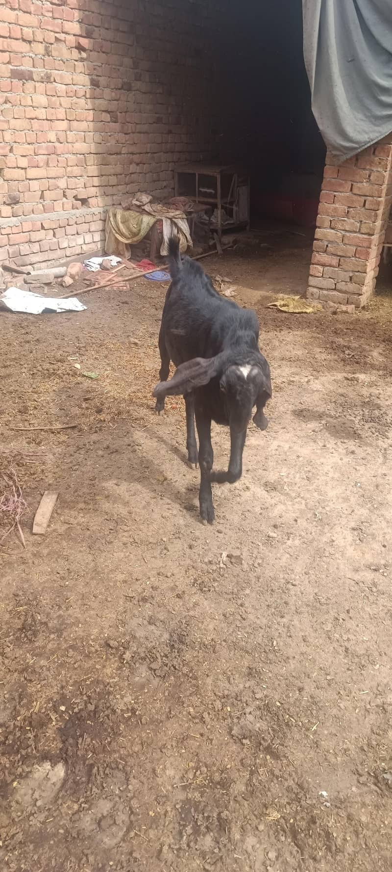 2 bakray for Eid 2