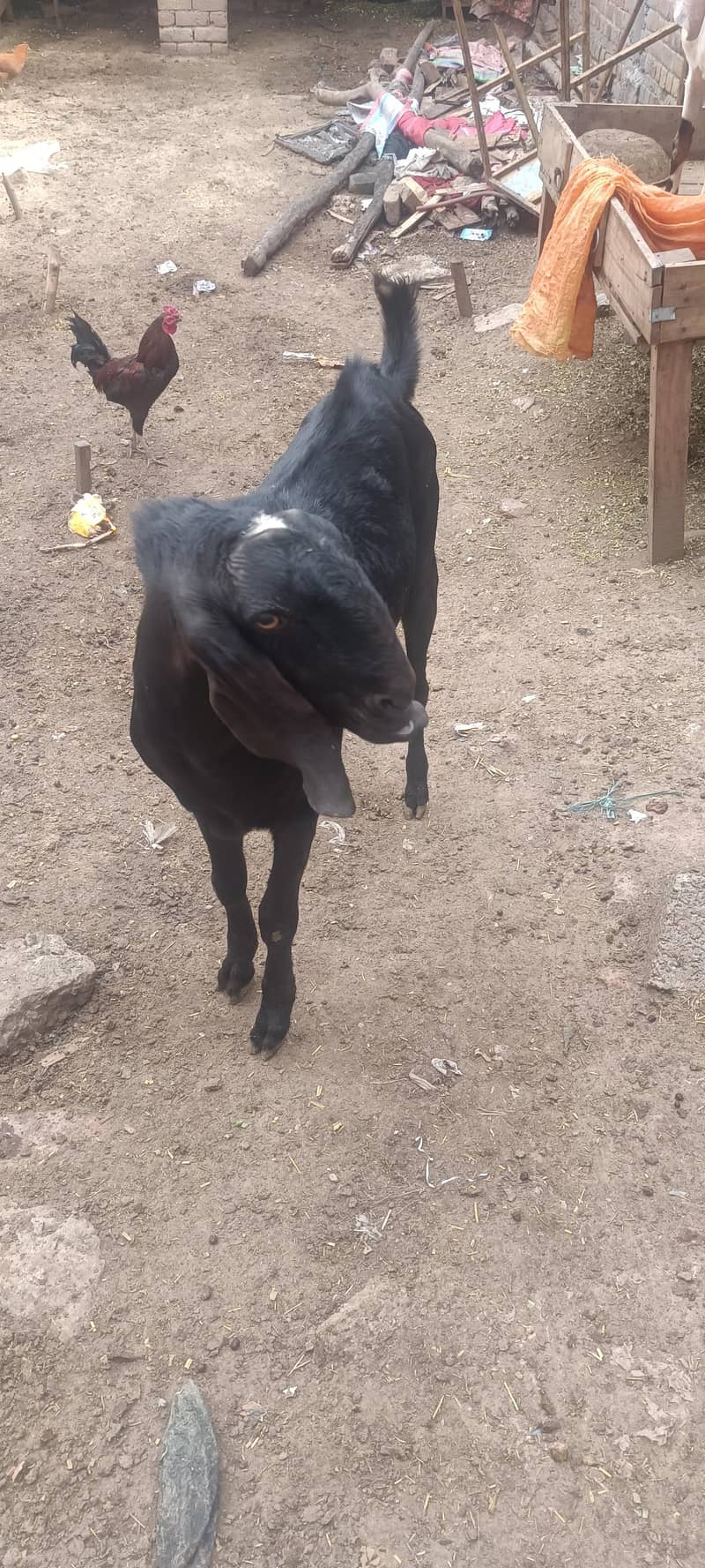 2 bakray for Eid 3