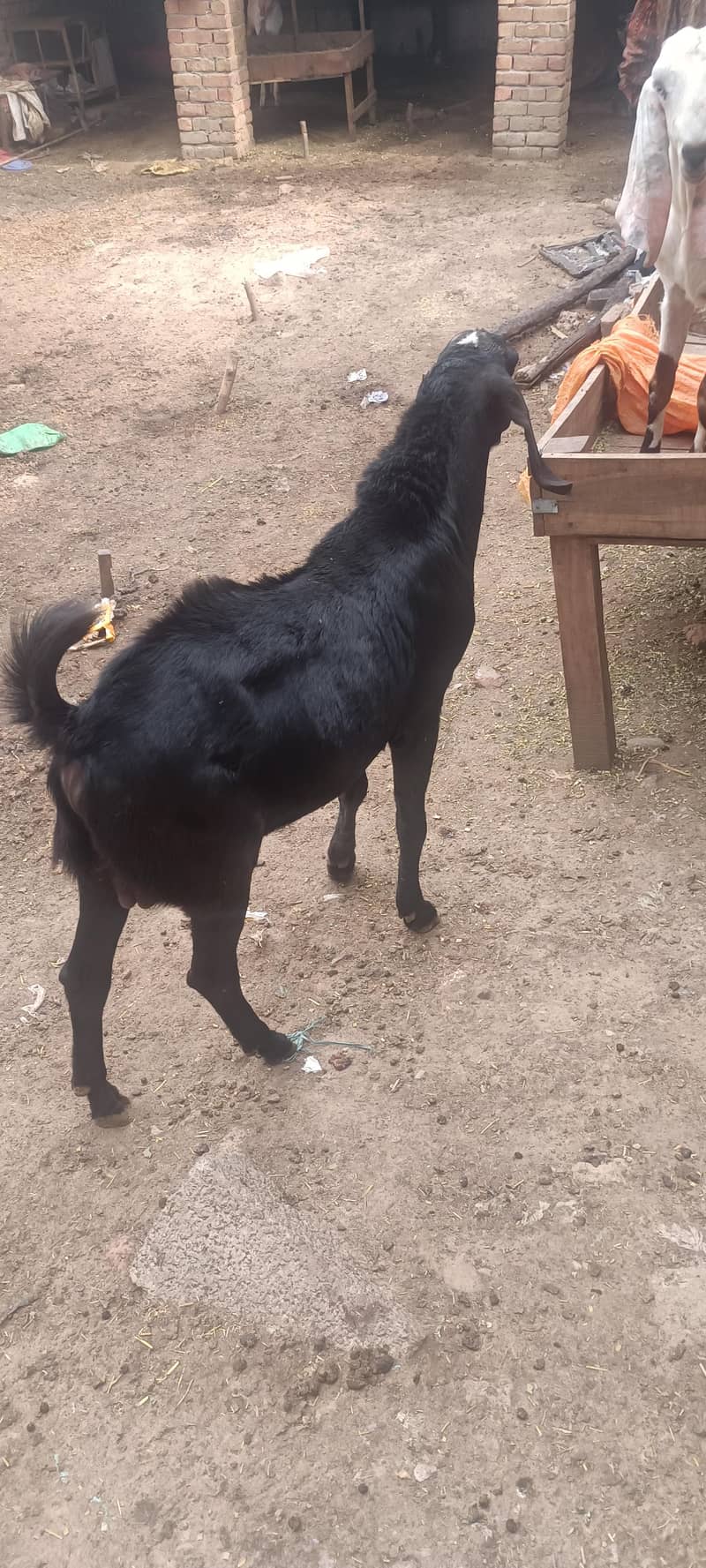 2 bakray for Eid 4