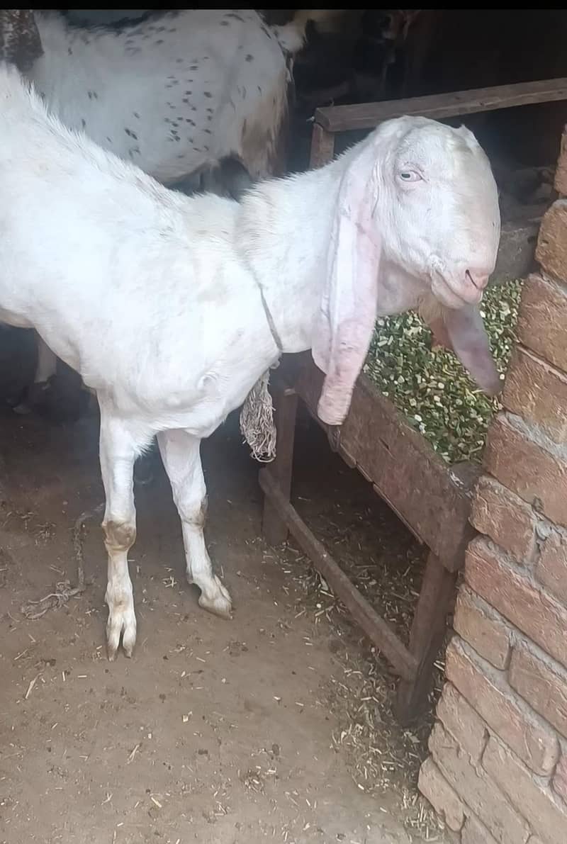 2 bakray for Eid 6