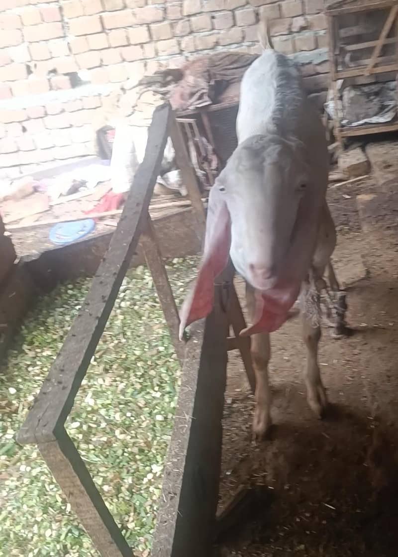 2 bakray for Eid 7