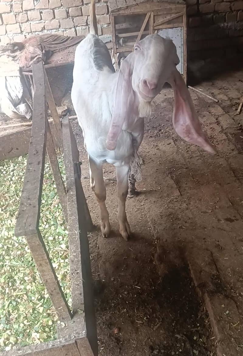2 bakray for Eid 8