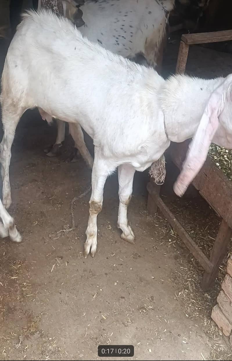 2 bakray for Eid 9