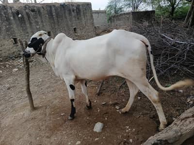 Fateh jandi bail