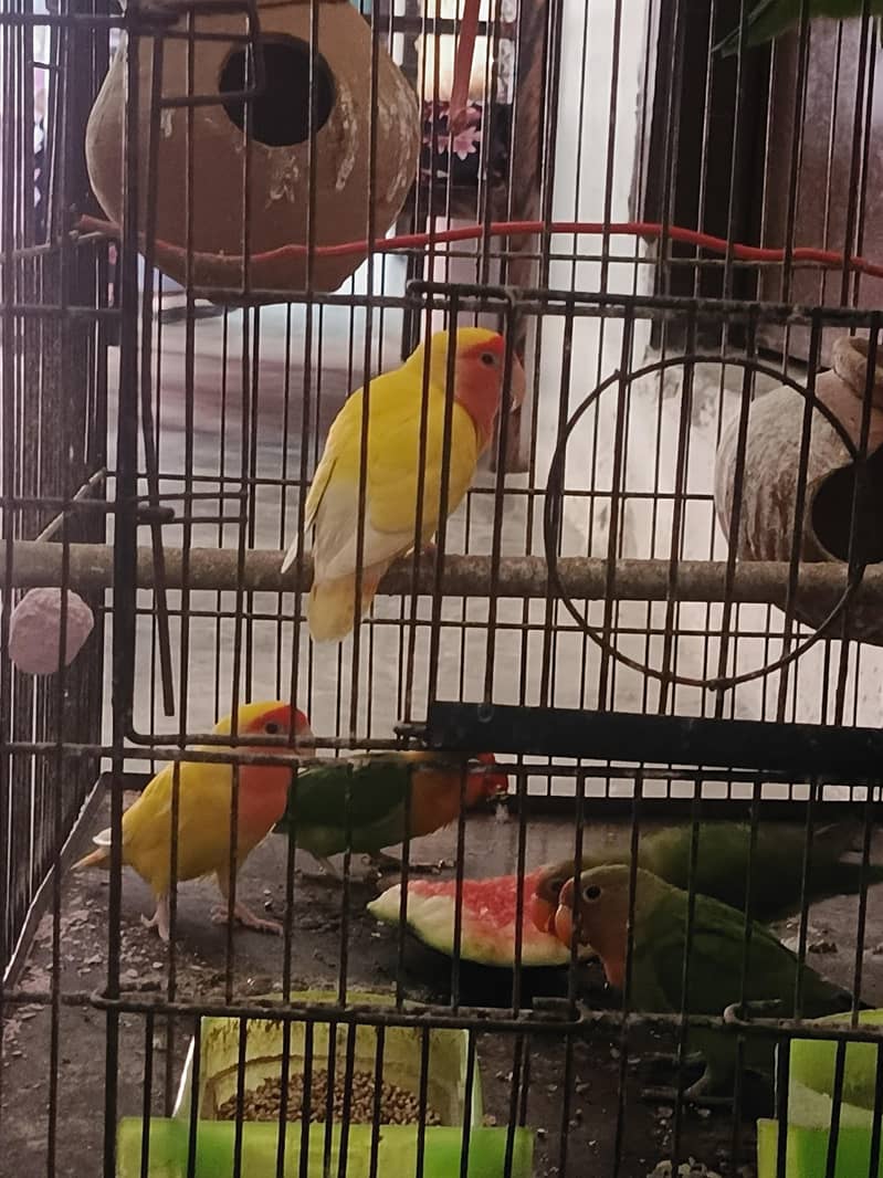 big wale 0