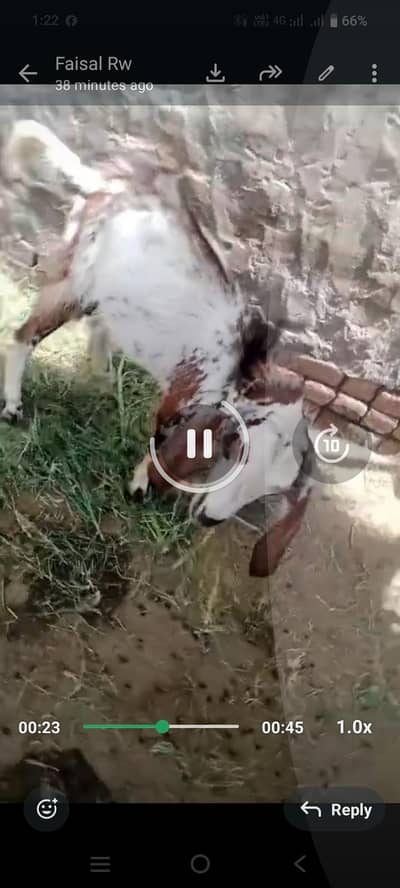 makicheeni