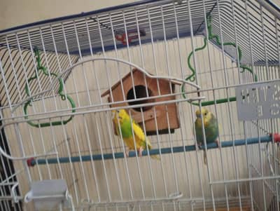 parrots for sale