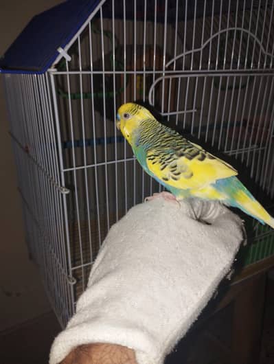 Hand tamed parrots for sale with cage