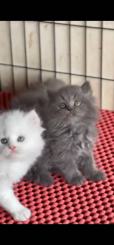 Quality Persian Punchface cat & kitten. moreWhatsApp 03233614642