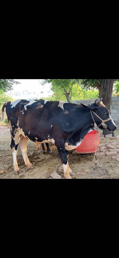 freezian wacha for sale qurbani