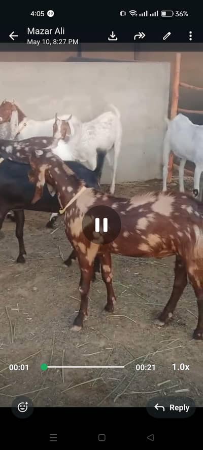 qurbani bakra for sale (baloch farms)