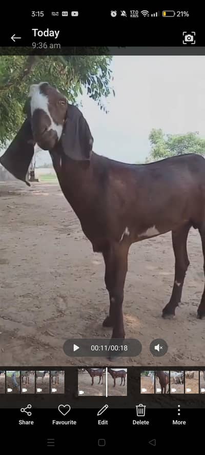 qurbani bakre for sale