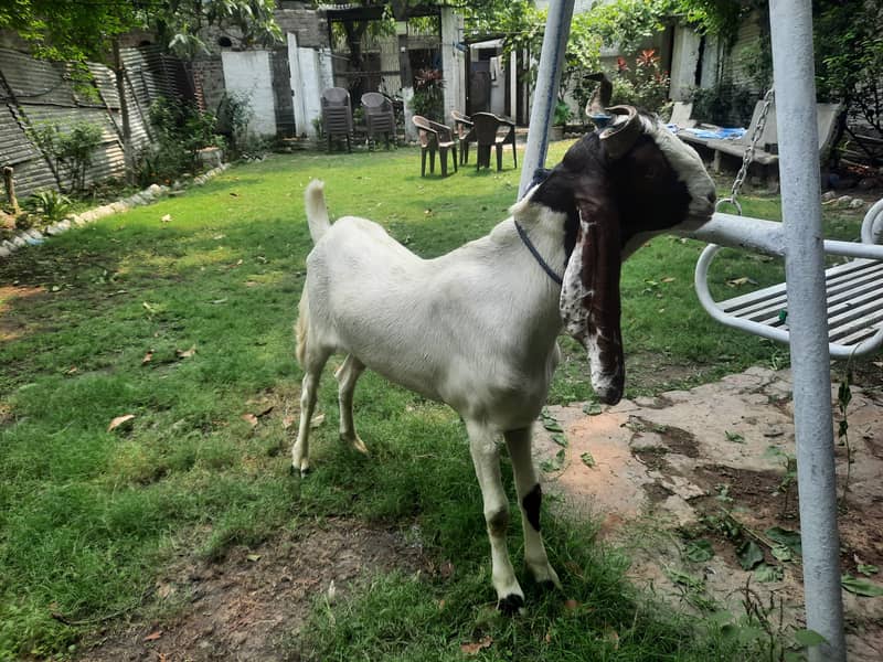 Dasi Bakra 0