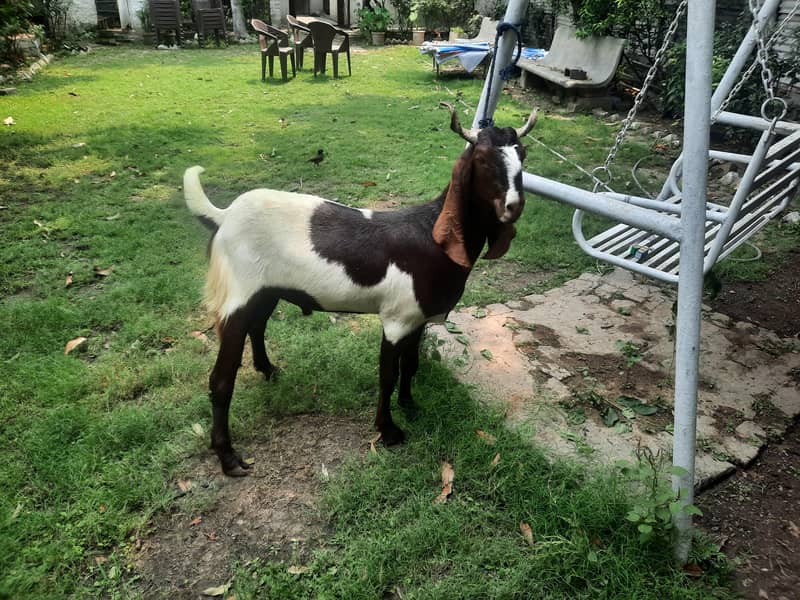 Dasi Bakra 1