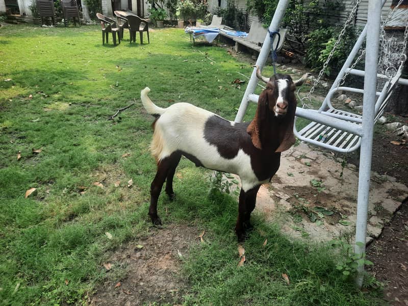 Dasi Bakra 2