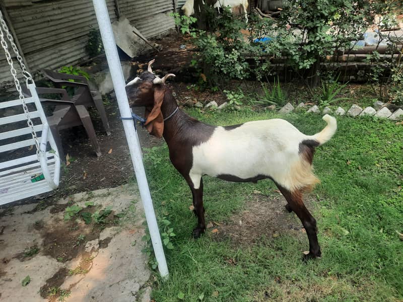 Dasi Bakra 3