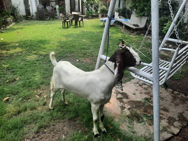 Dasi Bakra 4
