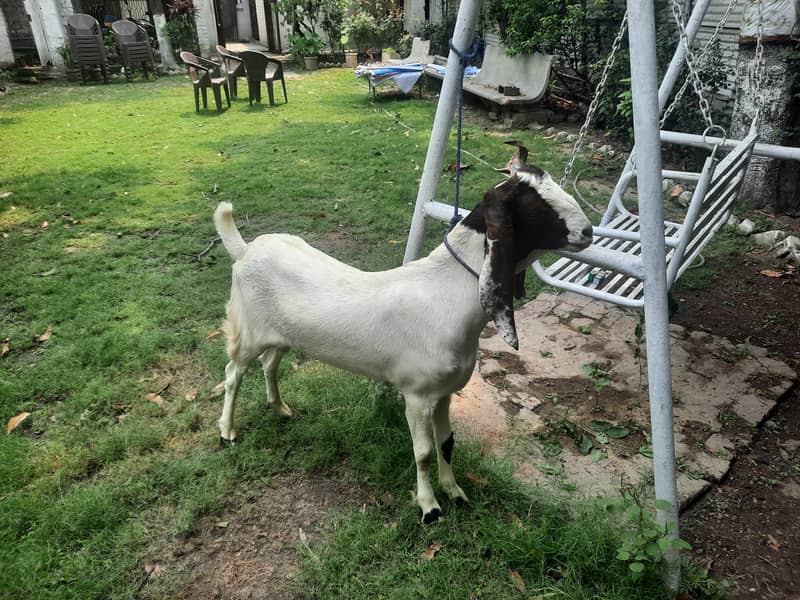 Dasi Bakra 5