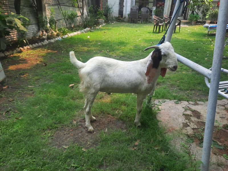 Dasi Bakra 6