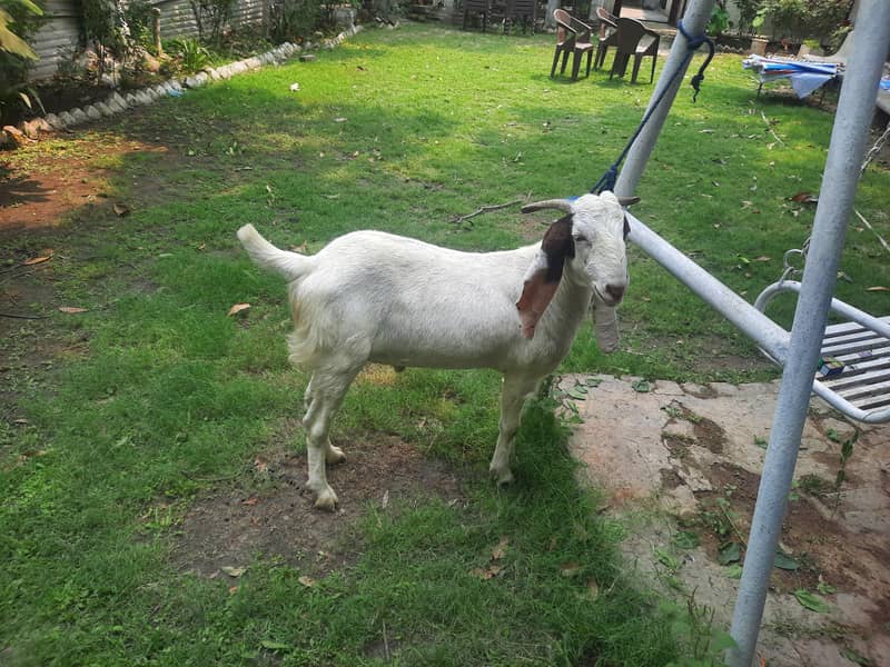 Dasi Bakra 7