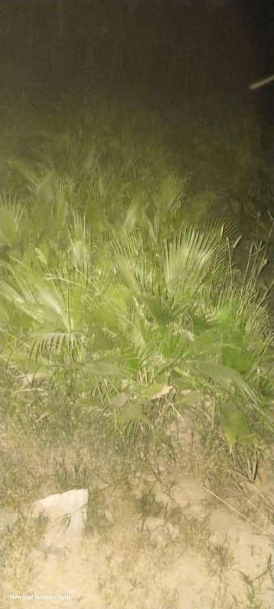 Dhabeji Nursary farming space 1 acre ki  20 Nurseries available