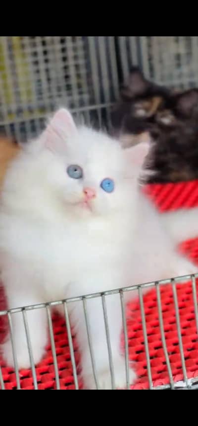 Quality Persian Punchface cat & kitten. moreWhatsApp 03233614642