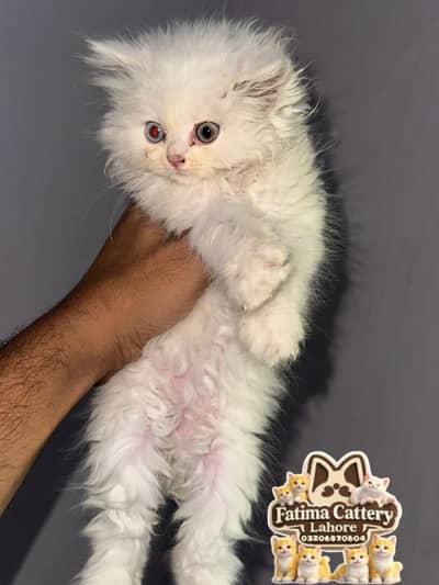 Grey Punch Face persian kittens available