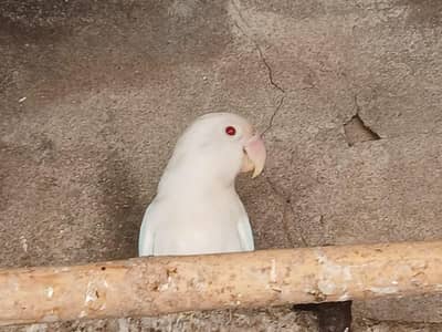 White Red-Eyes Mute Lovebird