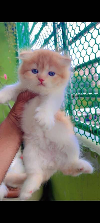 Persian kittens triple coat pair  for sale contact whatsap 03055534678