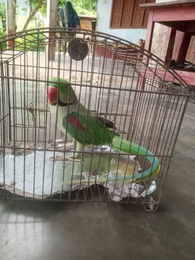 Raw parrot male
