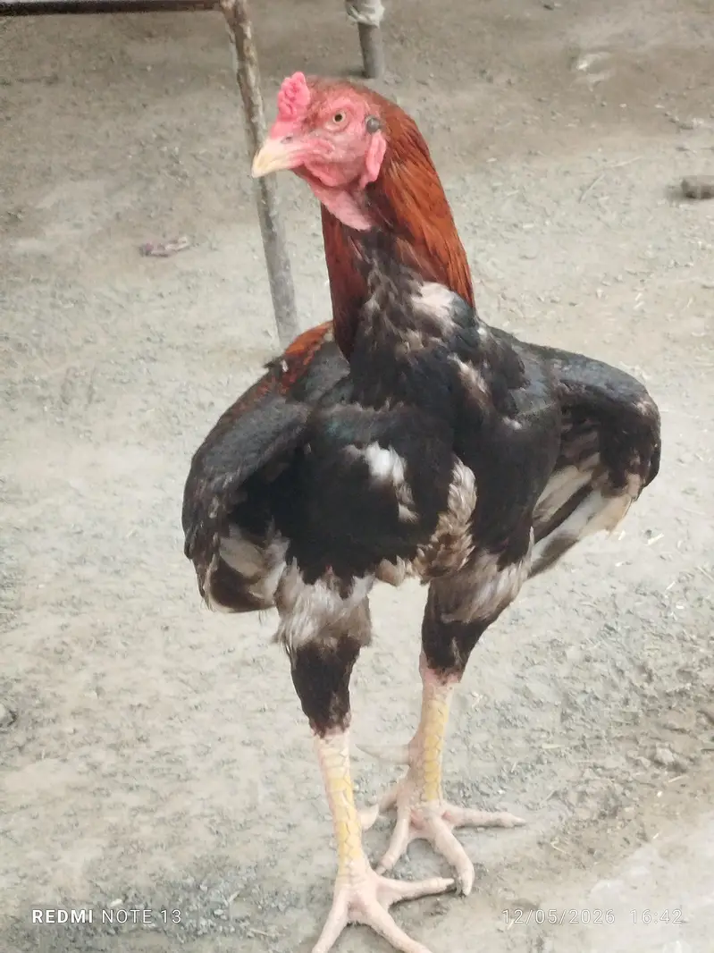 aseel pair sor sale — photo 3