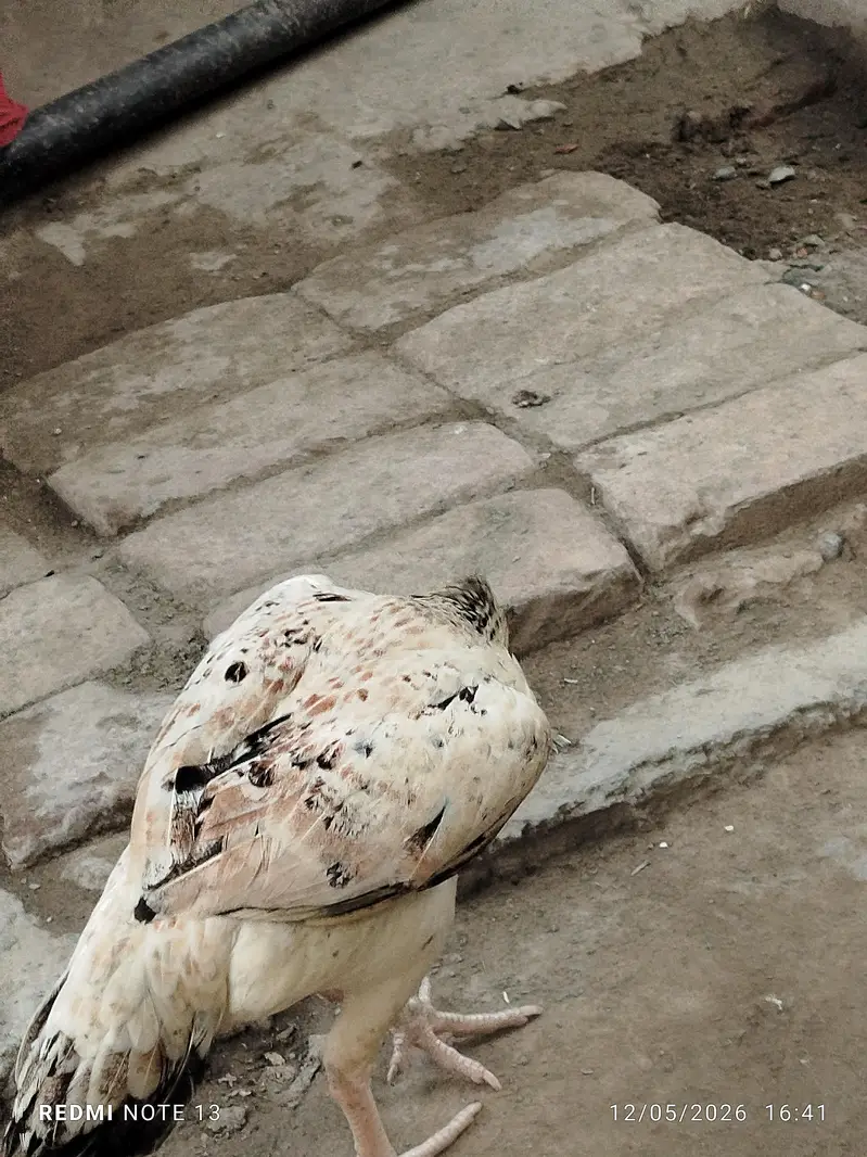 aseel pair sor sale — photo 7