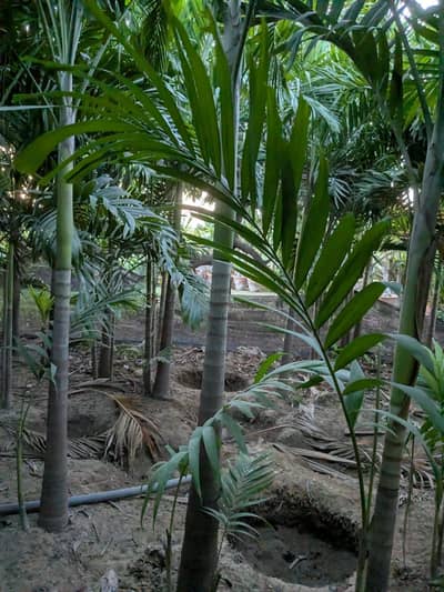 Dhabeji Nursary farming space 1 acre ki  20 Nurseries available
