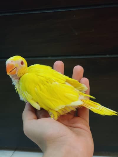 mashallah yellow Ring neck  mother feed chicks ,high red conures