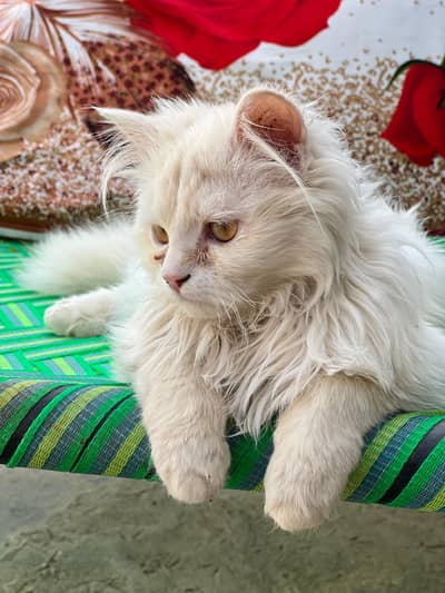 Triple coated long hair male cat