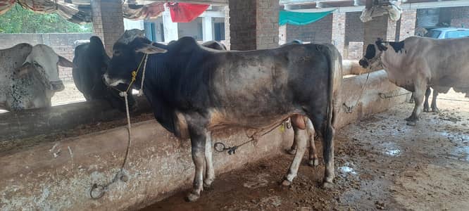 Bull / Bachra / Wacha / sahiwal bull/ Qurbani ka janwar / Qurbani 2026