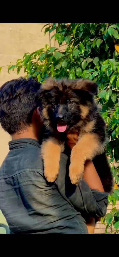 German shepherd Female puppy high Quality with Microchip