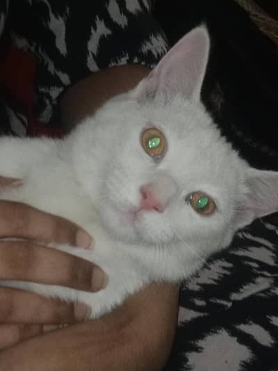 Golden eyes Himalayan cat