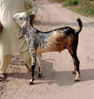 Qurbani waly bakry