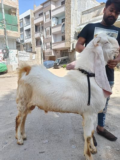 gulabi nasal ka bakra hy 2 dant hy andu bakra hy