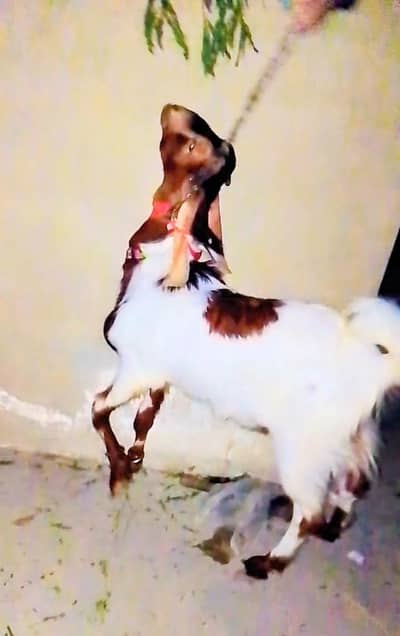 2 dant Bakra for sale Qurbani or breeding