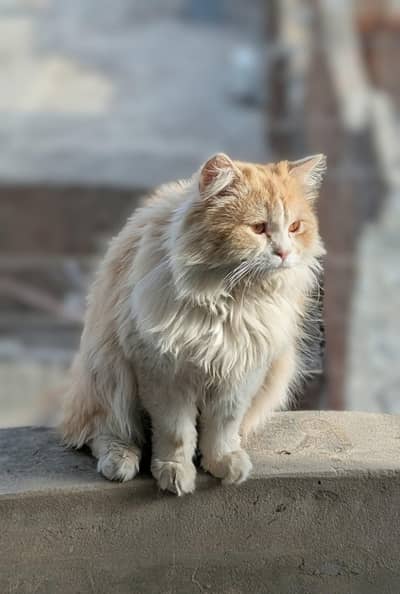 triple cottage male cat for sale