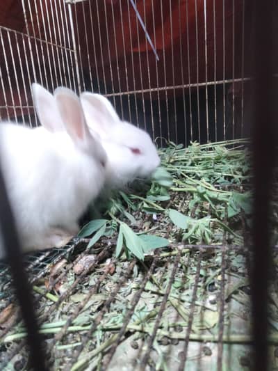 rabbits baby