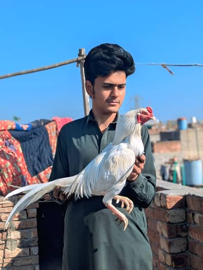 hira aseel